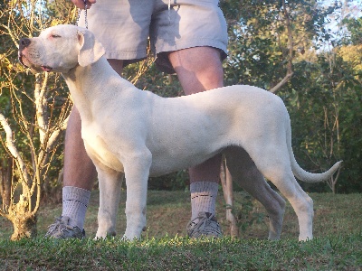 des sphinx du clair de lune - NOUVELLE IMPORTEE PERRO DEL BOSSADEA FEBEE 