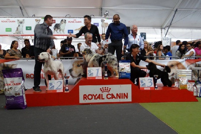 des sphinx du clair de lune - HULK AU SALON ANIMALIER 2014