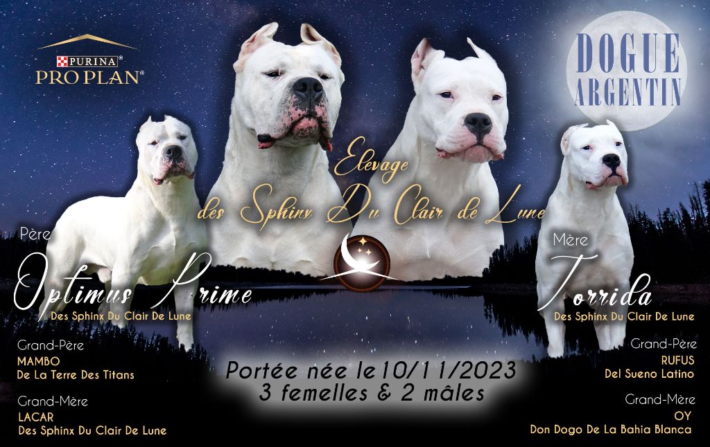 des sphinx du clair de lune - Les 1ers CHIOTS D'OPTIMUS PRIME &TORRIDA...