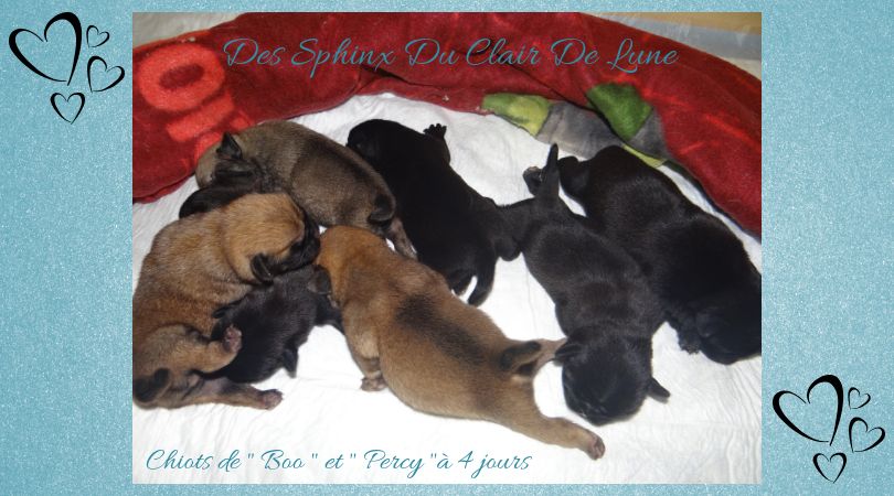 des sphinx du clair de lune - NAISSANCES CHIOTS 