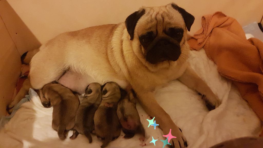 des sphinx du clair de lune - Avis de naissance ...nos chiots sont arrivés !