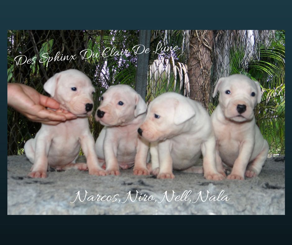 des sphinx du clair de lune - LES 1ERES PHOTOS INDIVIDUELLES DES CHIOTS