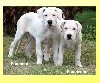  - DEUX CHIOTS MALES ENCORE DISPONIBLES...