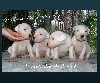  - LES 1ERES PHOTOS INDIVIDUELLES DES CHIOTS