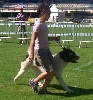  - EXPO CANINE NATIONALE DE LA REUNION LE 4 ET 5 DEC 2010