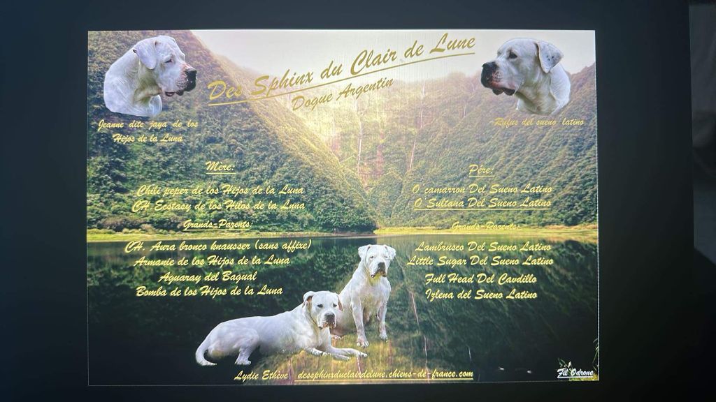 des sphinx du clair de lune - Dernier mariage pour notre JAYA...les chiots sont attendus fin nov. !