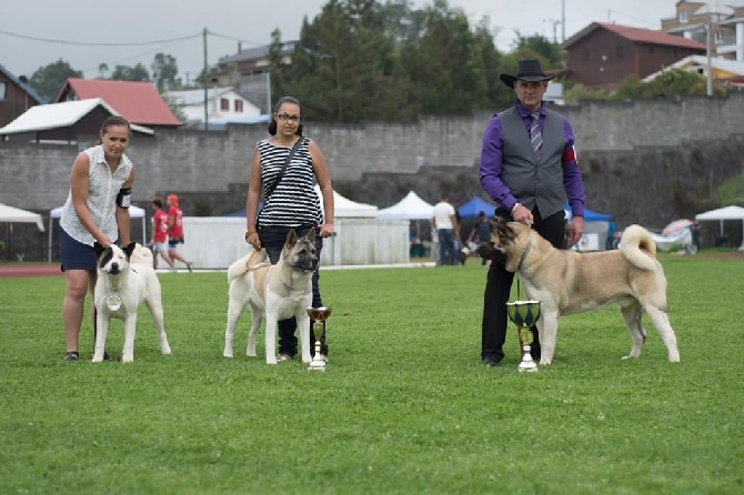 des sphinx du clair de lune - EXPOSITION CANINE JANVIER 2017 - CACS TAMPON