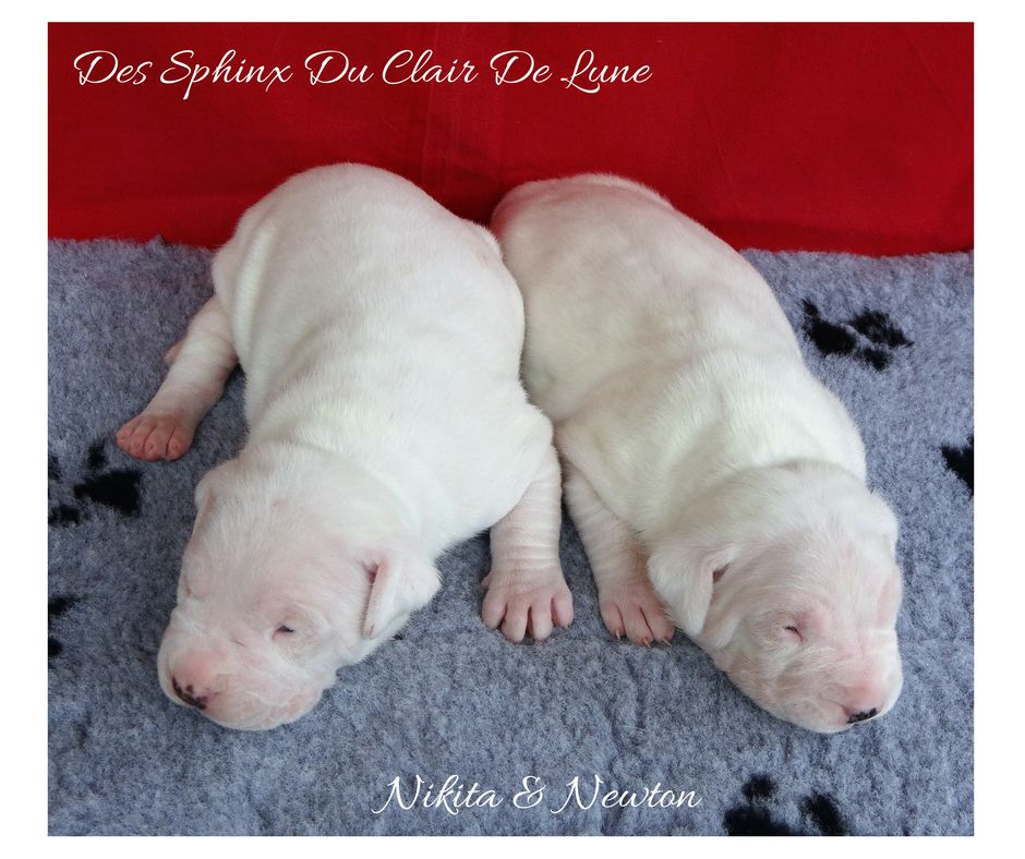 des sphinx du clair de lune - LES 1ERES PHOTOS DES BBS DE LACAR...