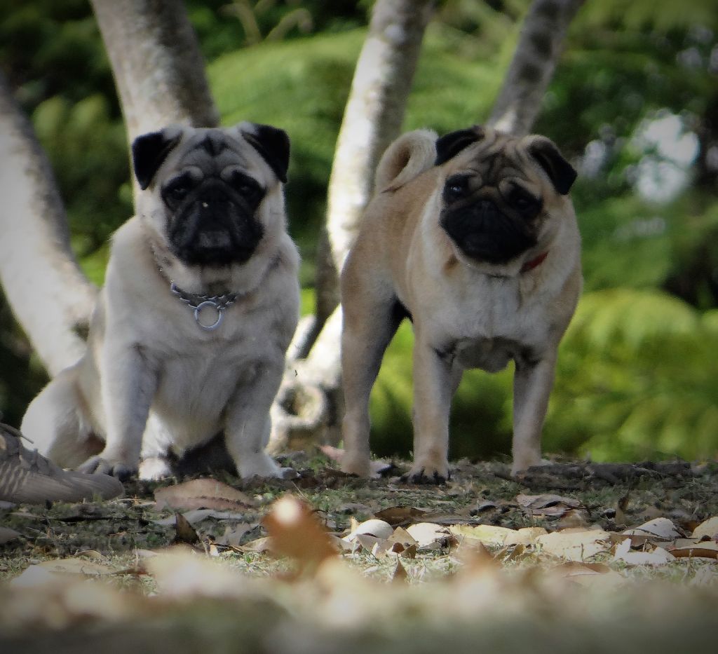 des sphinx du clair de lune - CHIOTS CARLINS ATTENDUS POUR MARS...