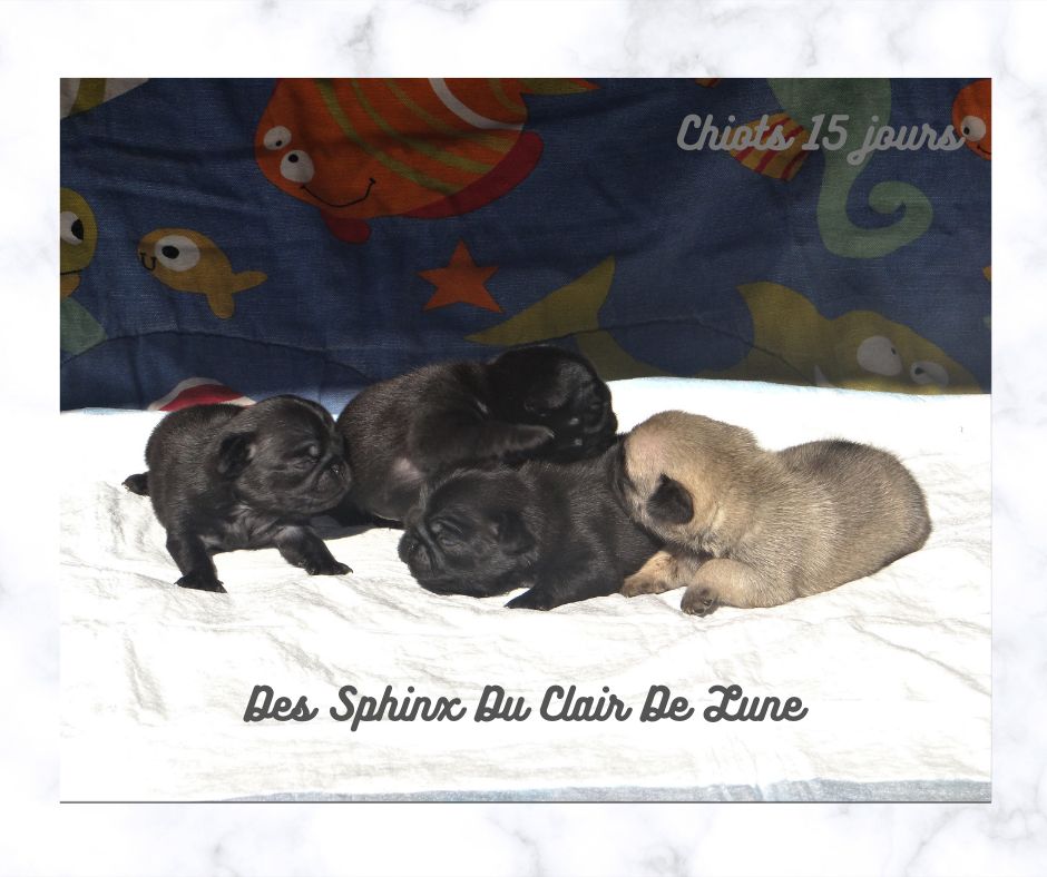 des sphinx du clair de lune - NOS CHIOTS NES LE 25/08/20