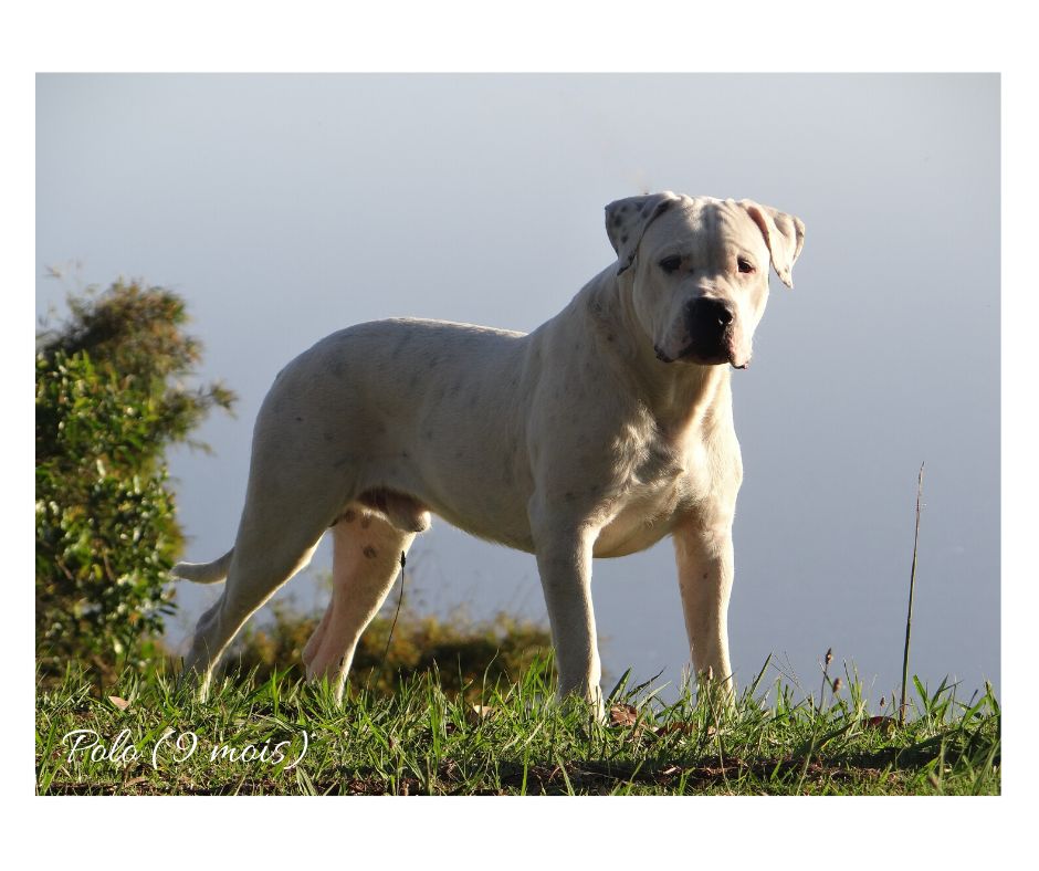 des sphinx du clair de lune - A VENDRE UN JEUNE MALE...