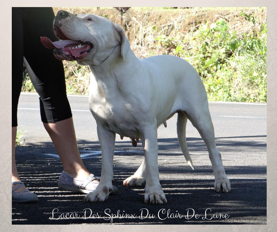 Lacar des sphinx du clair de lune