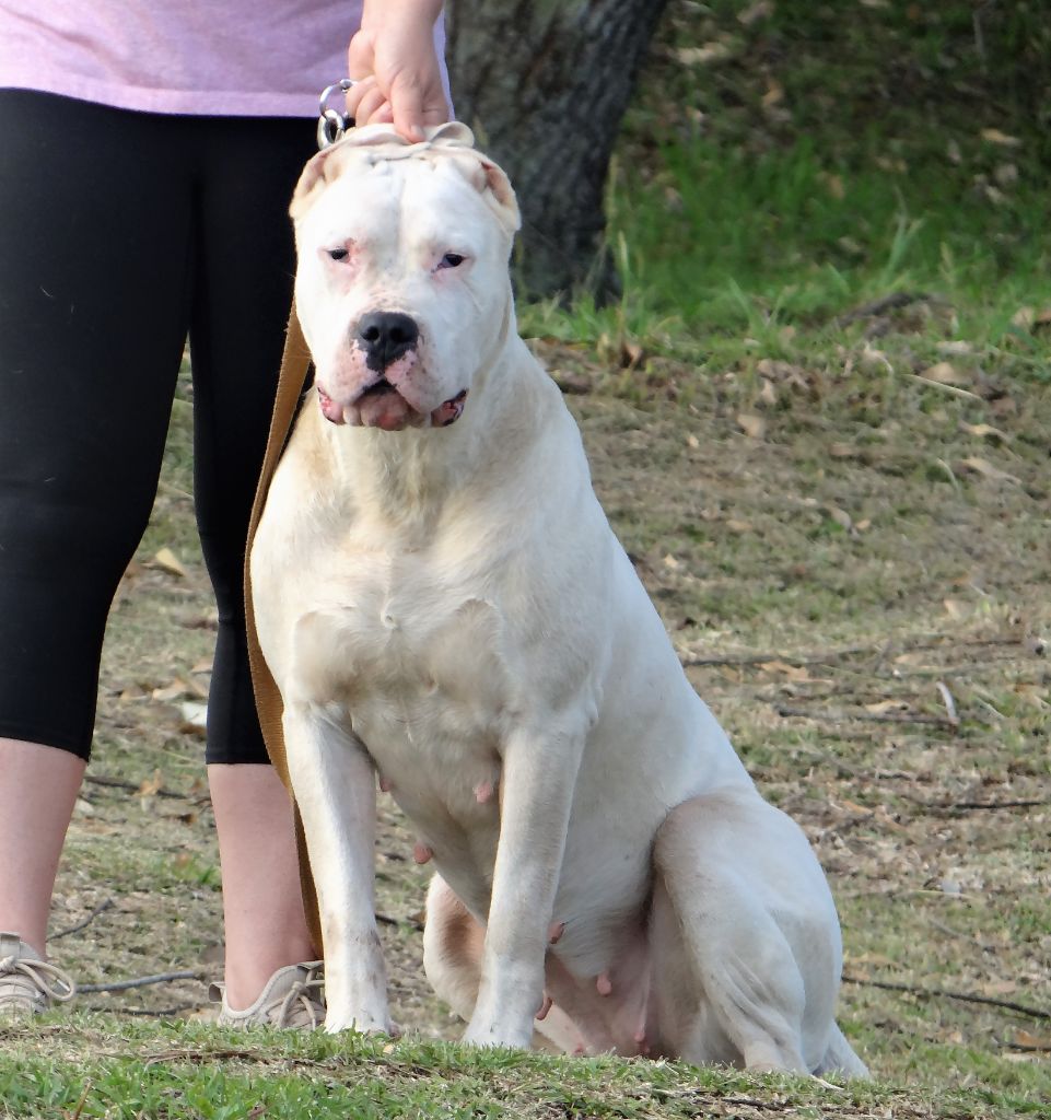 Oy don Dogo de la Bahia Blanca