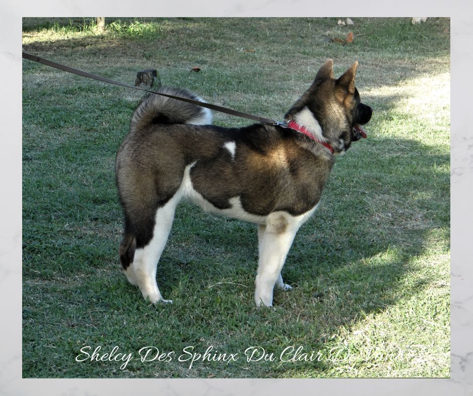 Shelcy des sphinx du clair de lune