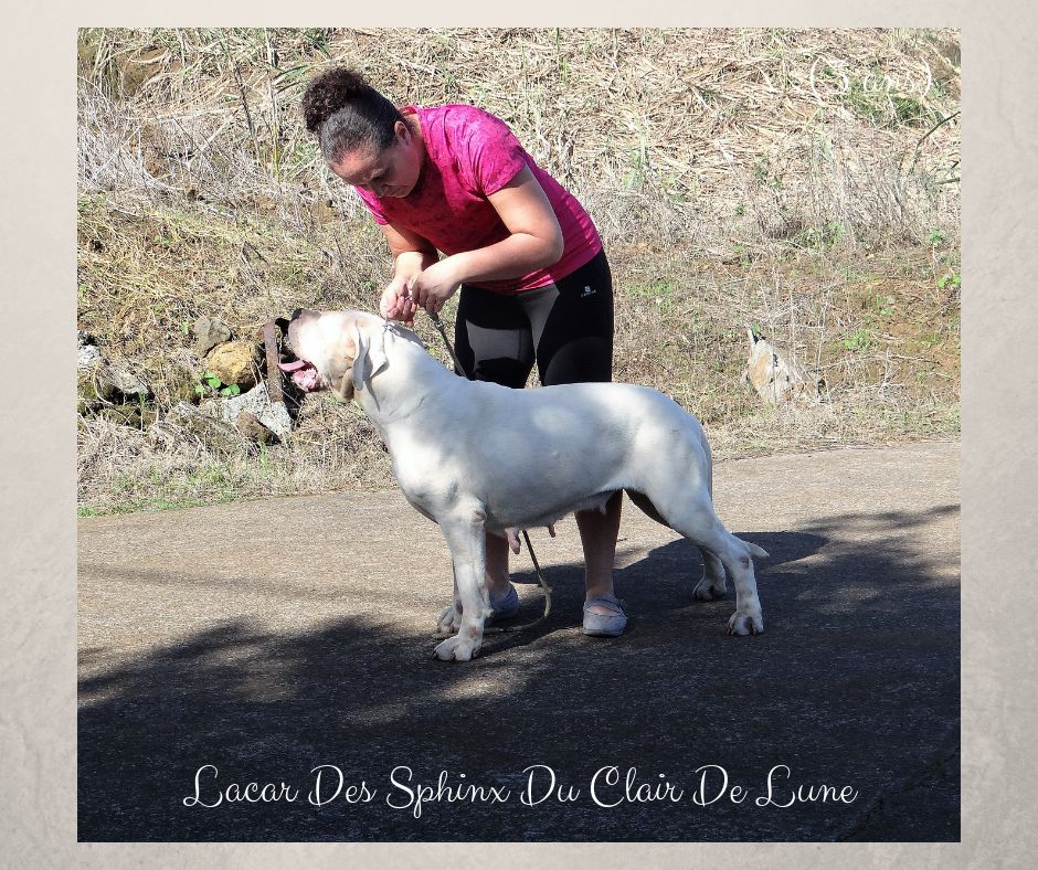 Lacar des sphinx du clair de lune