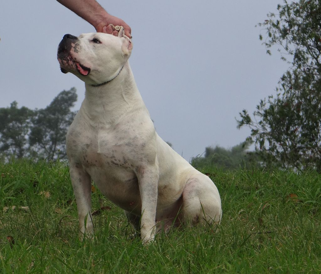 Rufus del Sueno Latino