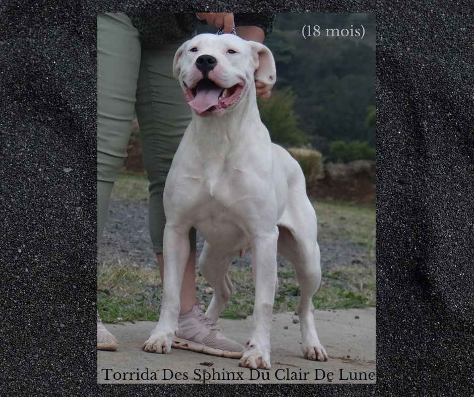 Torrida des sphinx du clair de lune