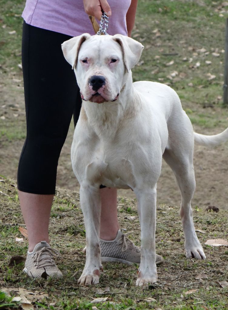 Oy don Dogo de la Bahia Blanca