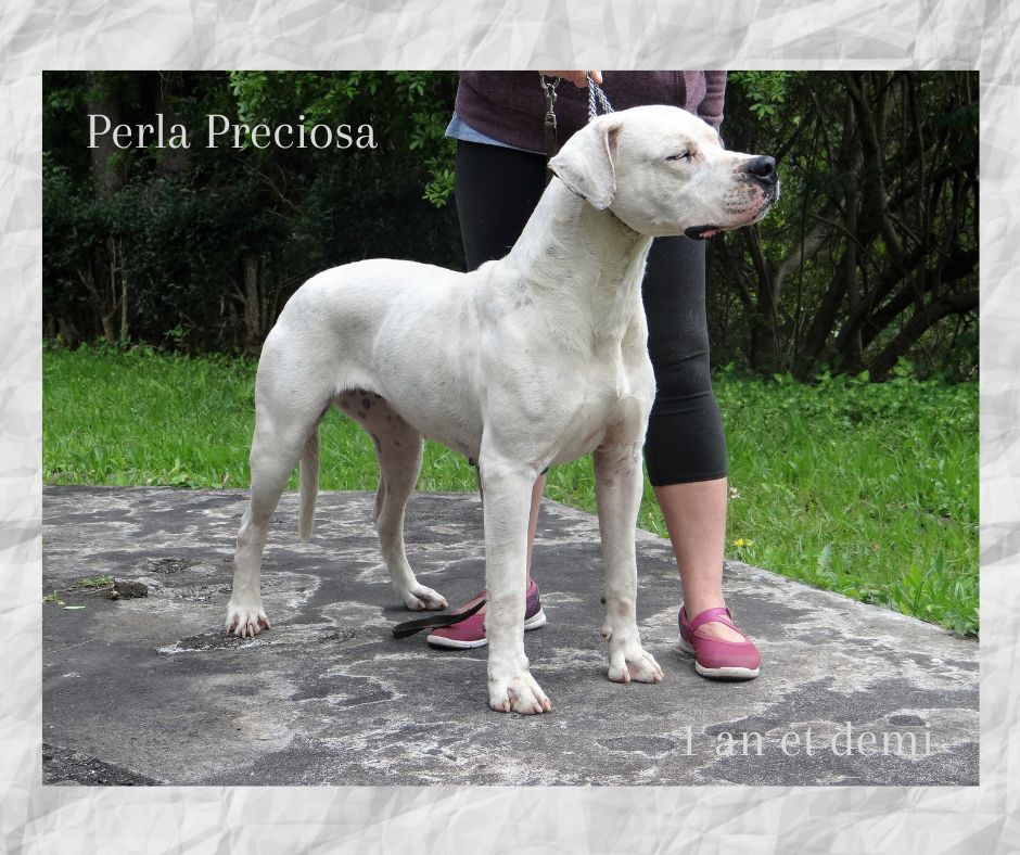 Perla préciosa (Sans Affixe)