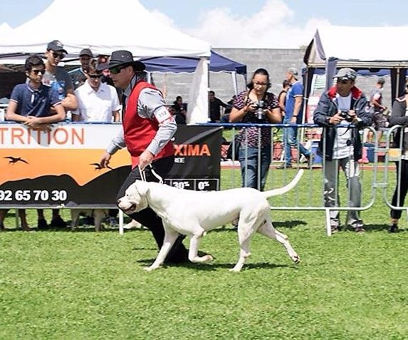 Joe don Dogo de la Bahia Blanca