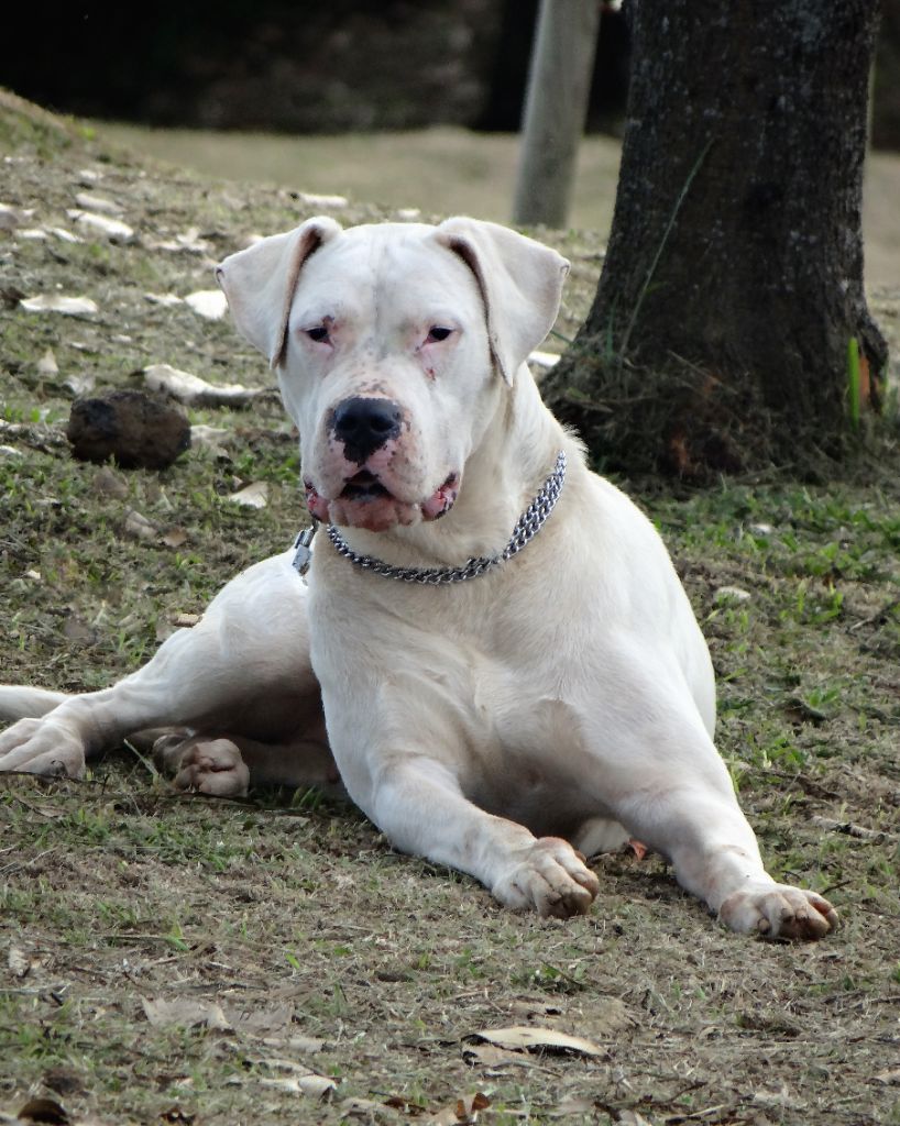 Oy don Dogo de la Bahia Blanca