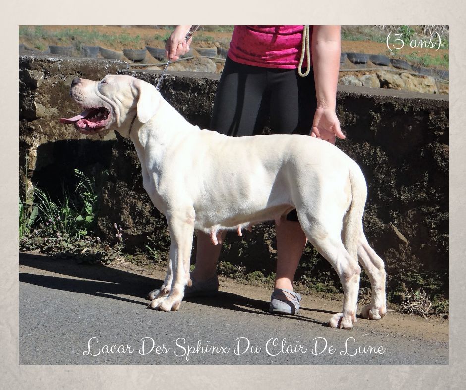 Lacar des sphinx du clair de lune