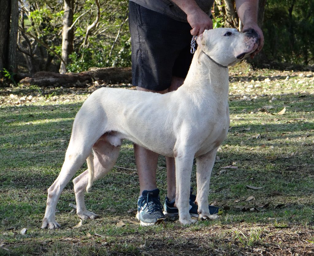 Rufus del Sueno Latino