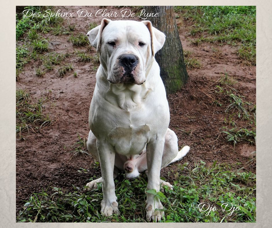 Joe don Dogo de la Bahia Blanca