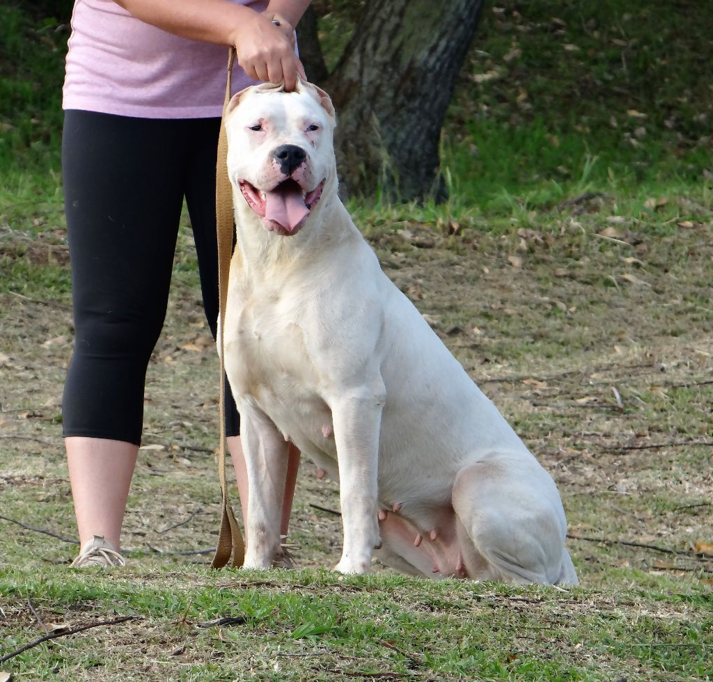 Oy don Dogo de la Bahia Blanca