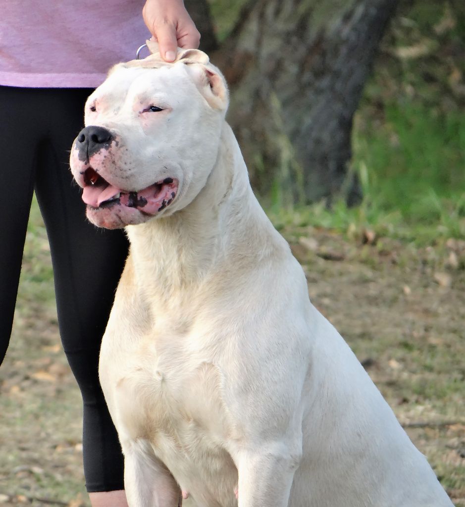 Oy don Dogo de la Bahia Blanca