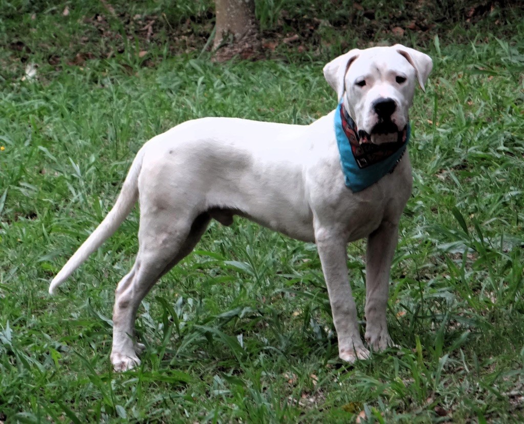 des sphinx du clair de lune - Chiot disponible  - Dogo Argentino