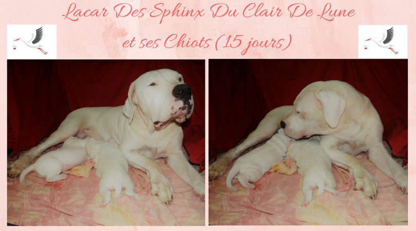 des sphinx du clair de lune - Dogo Argentino - Portée née le 10/02/2017