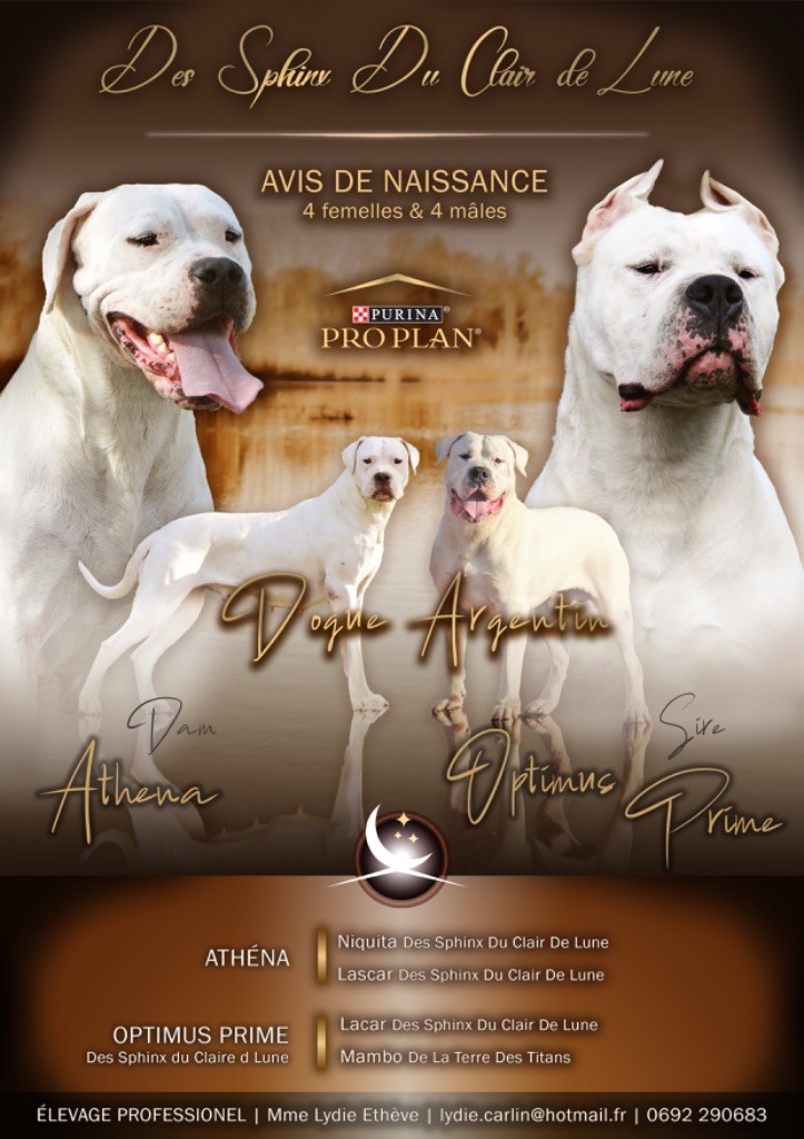 chiot Dogo Argentino des sphinx du clair de lune