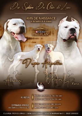 des sphinx du clair de lune - Dogo Argentino - Portée née le 14/06/2024