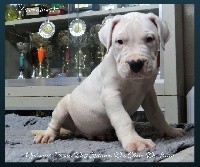 des sphinx du clair de lune - Dogo Argentino - Portée née le 04/03/2018