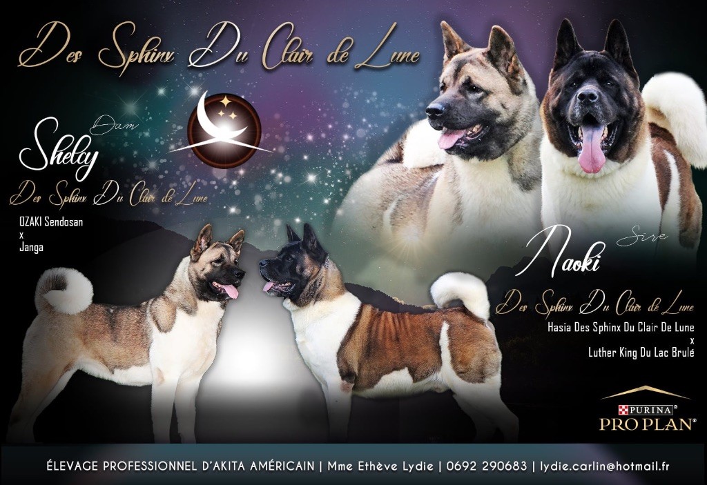 chiot Akita americain des sphinx du clair de lune