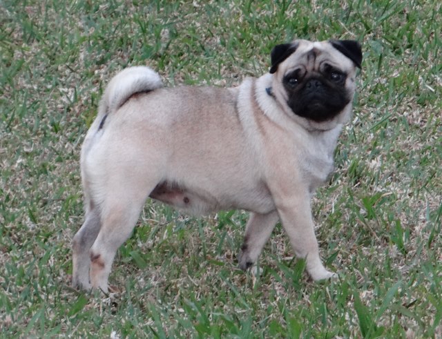 Elegante  ashton des sphinx du clair de lune