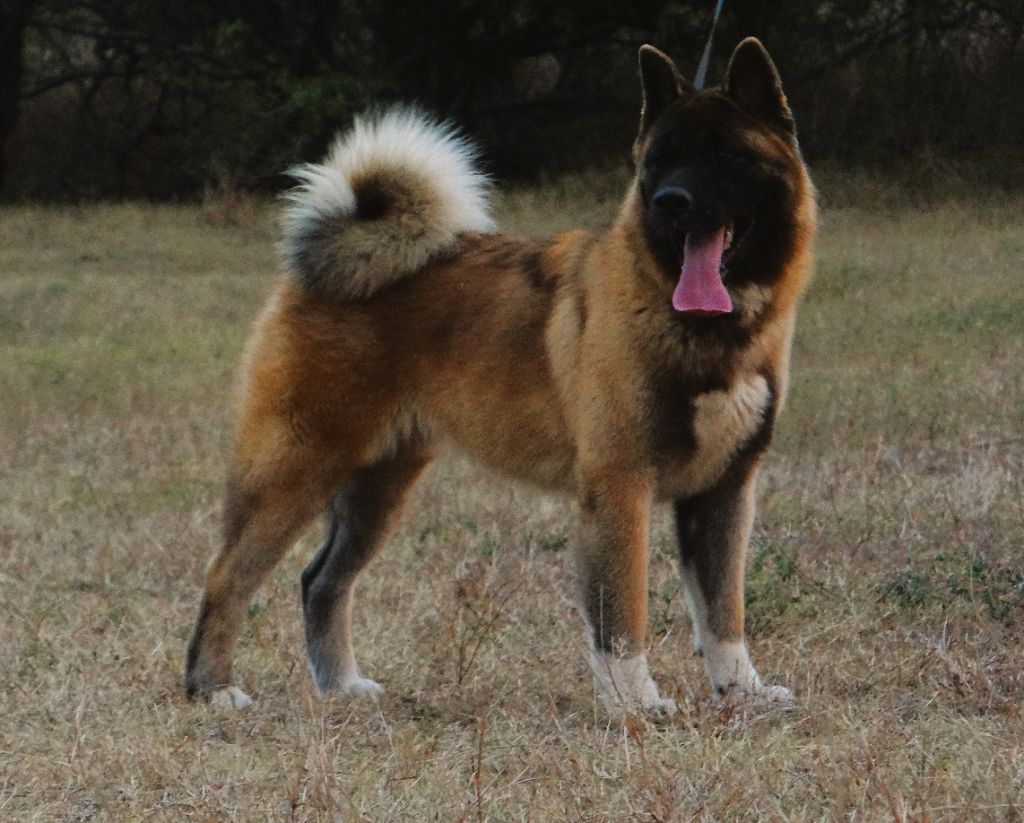 Vixen Des Gardiens De L'arche De Noé