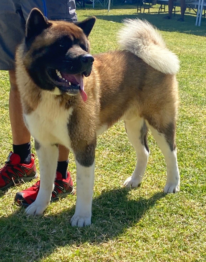 Viper Des Gardiens De L'arche De Noé