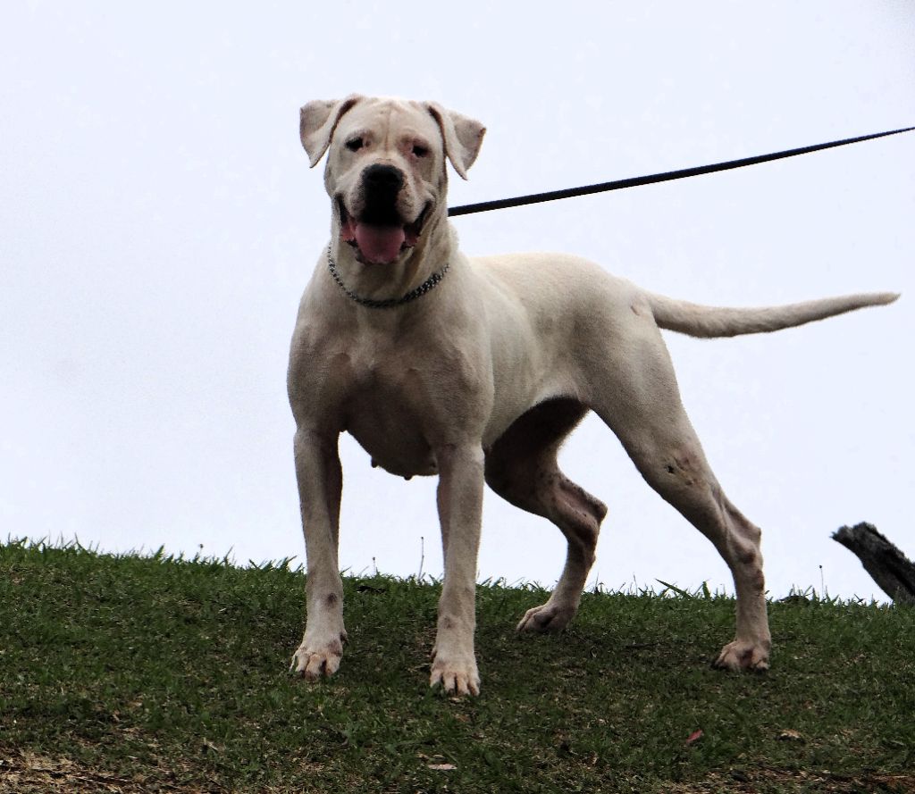 Tokyo des sphinx du clair de lune