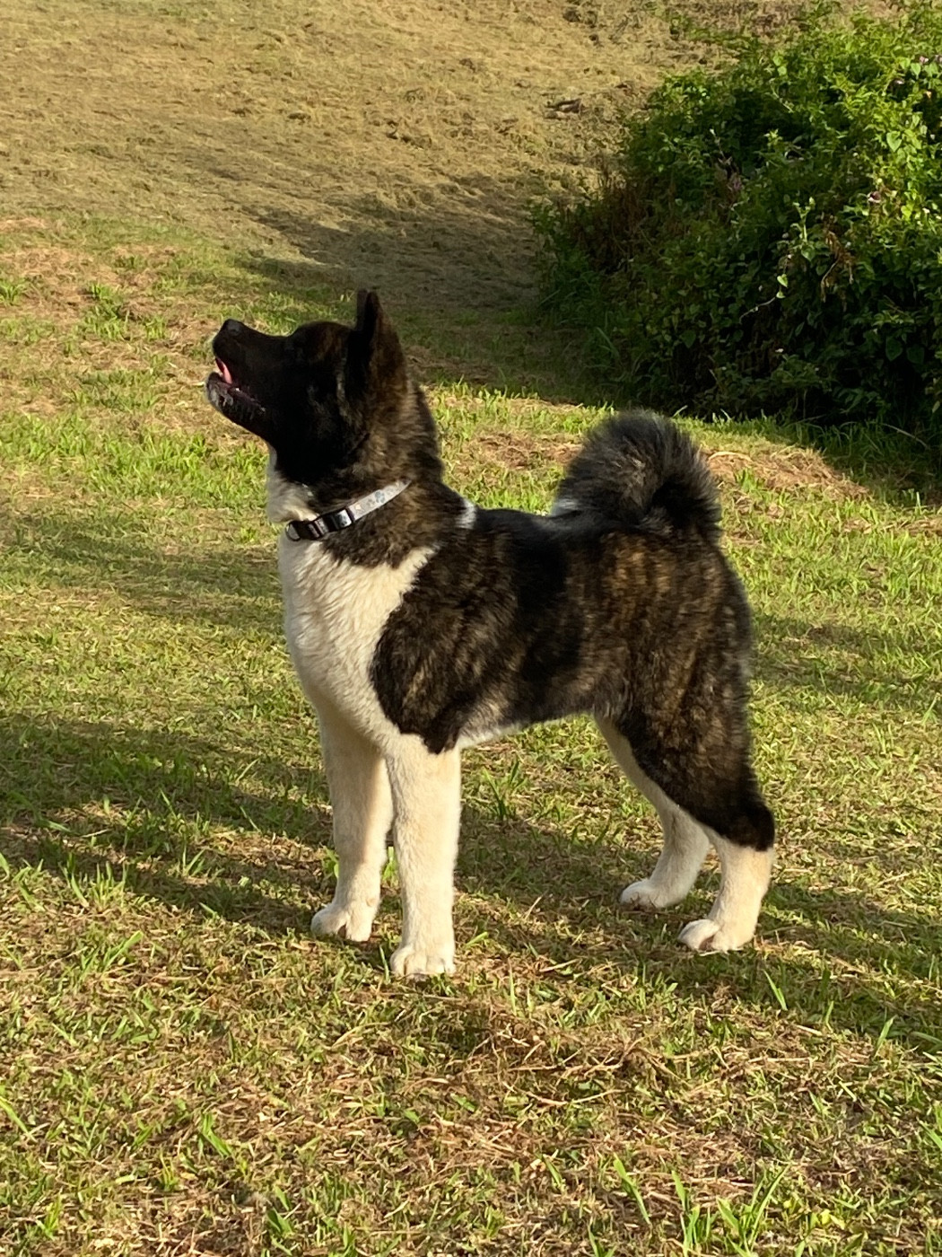 Arkan Noctis d'Aucérès