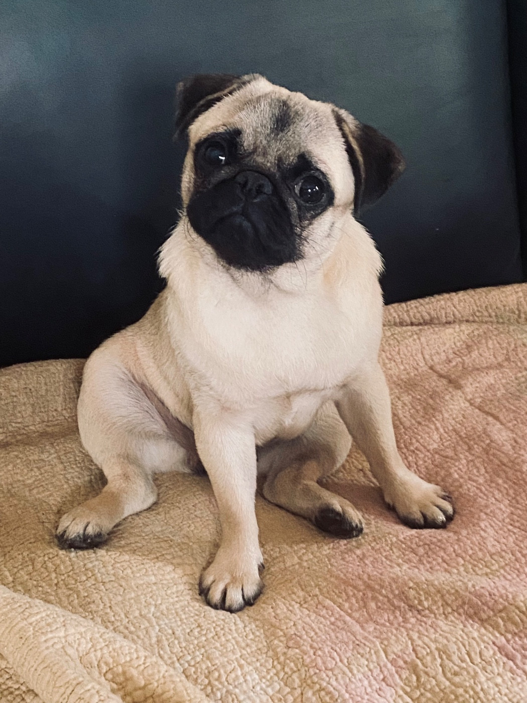 Dreamlander V The Tashion Spirit