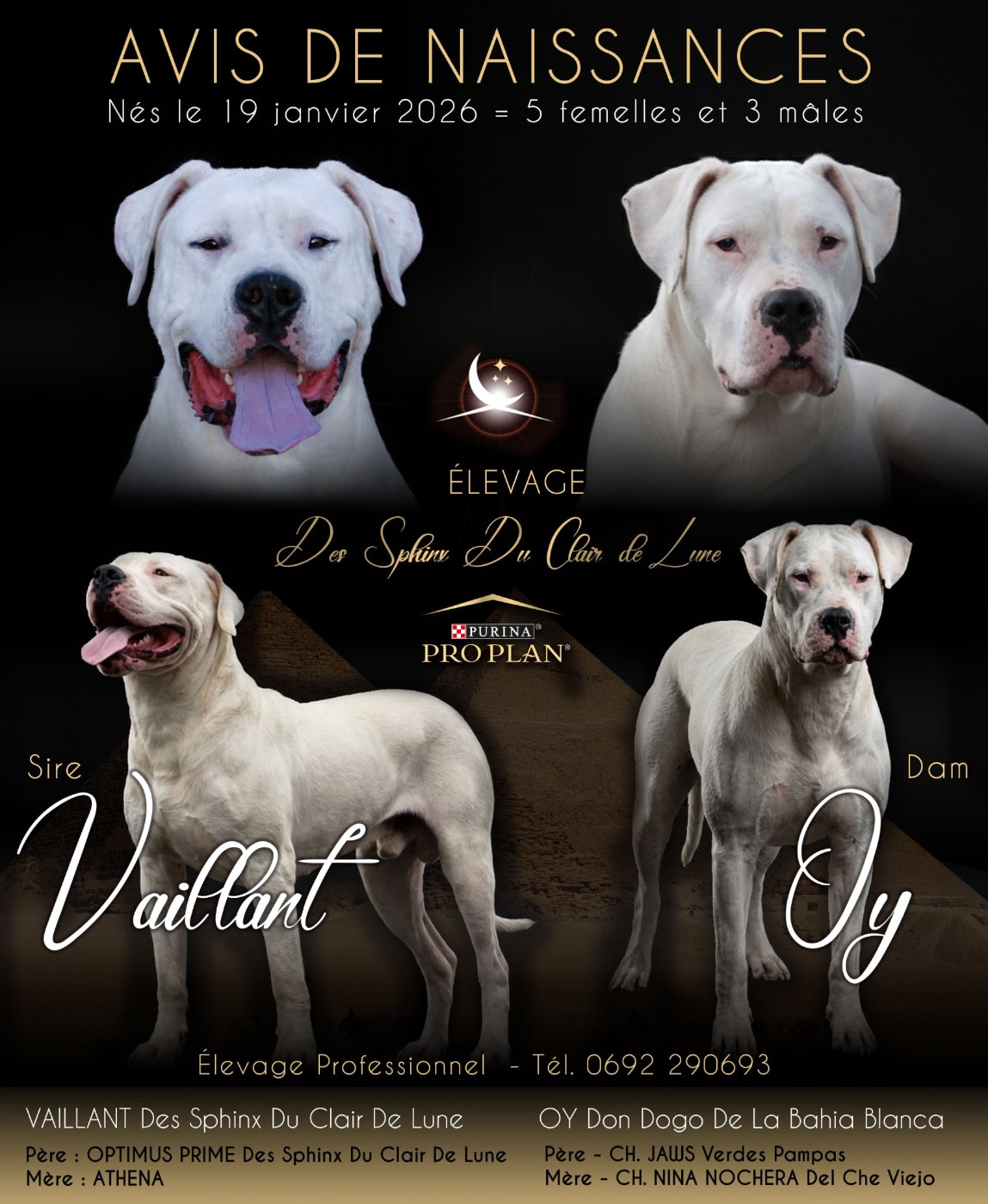 Chiot Dogo Argentino des sphinx du clair de lune