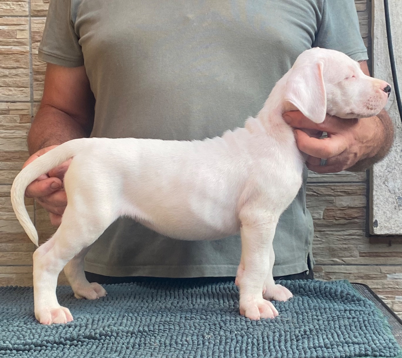 des sphinx du clair de lune - Chiots disponibles - Dogo Argentino