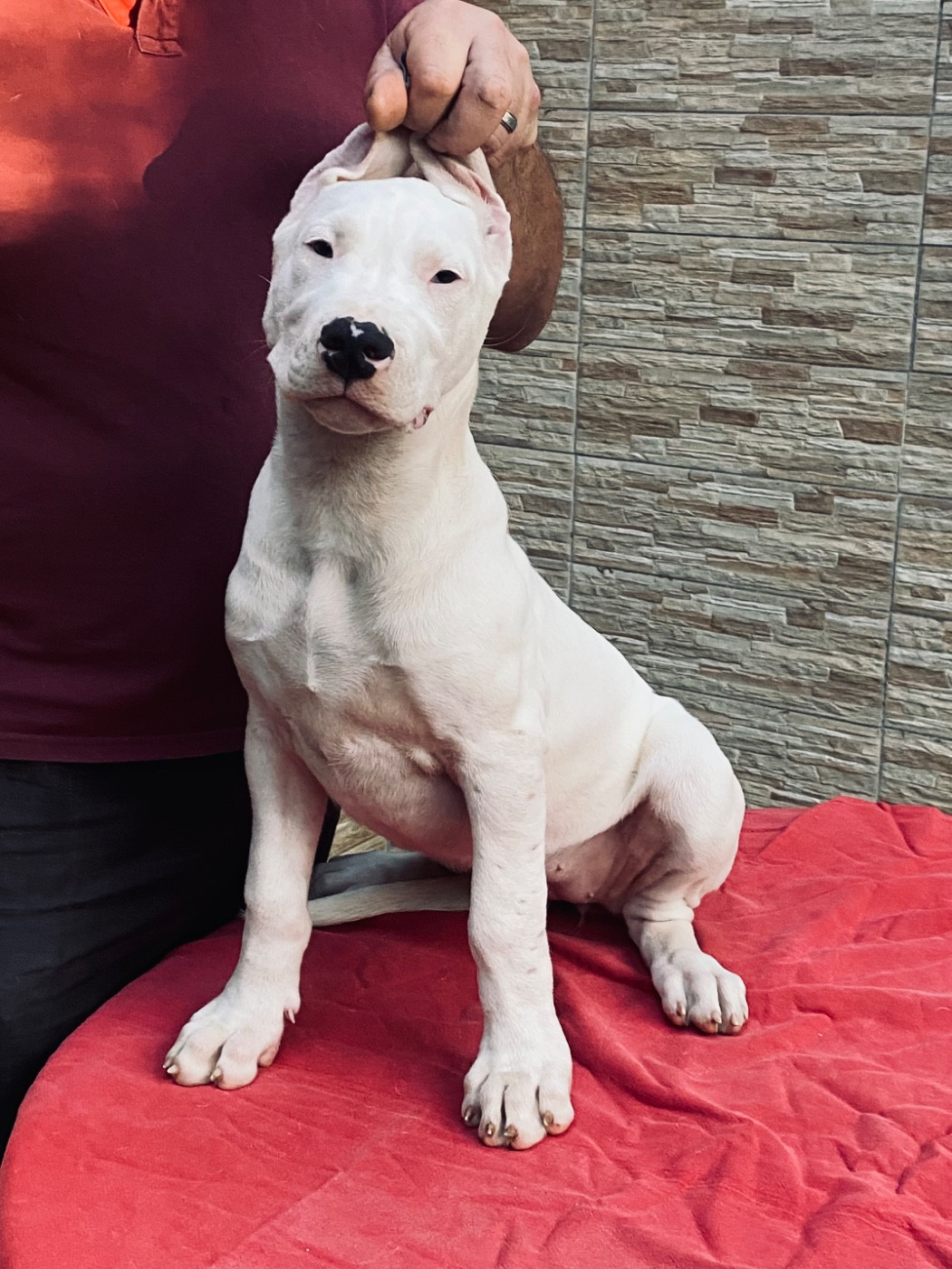 des sphinx du clair de lune - Chiots disponibles - Dogo Argentino