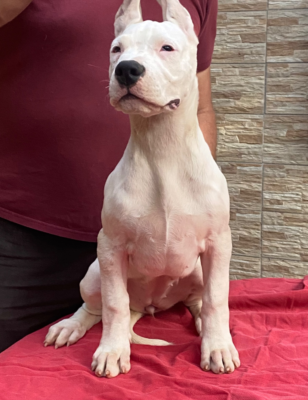 des sphinx du clair de lune - Chiots disponibles - Dogo Argentino