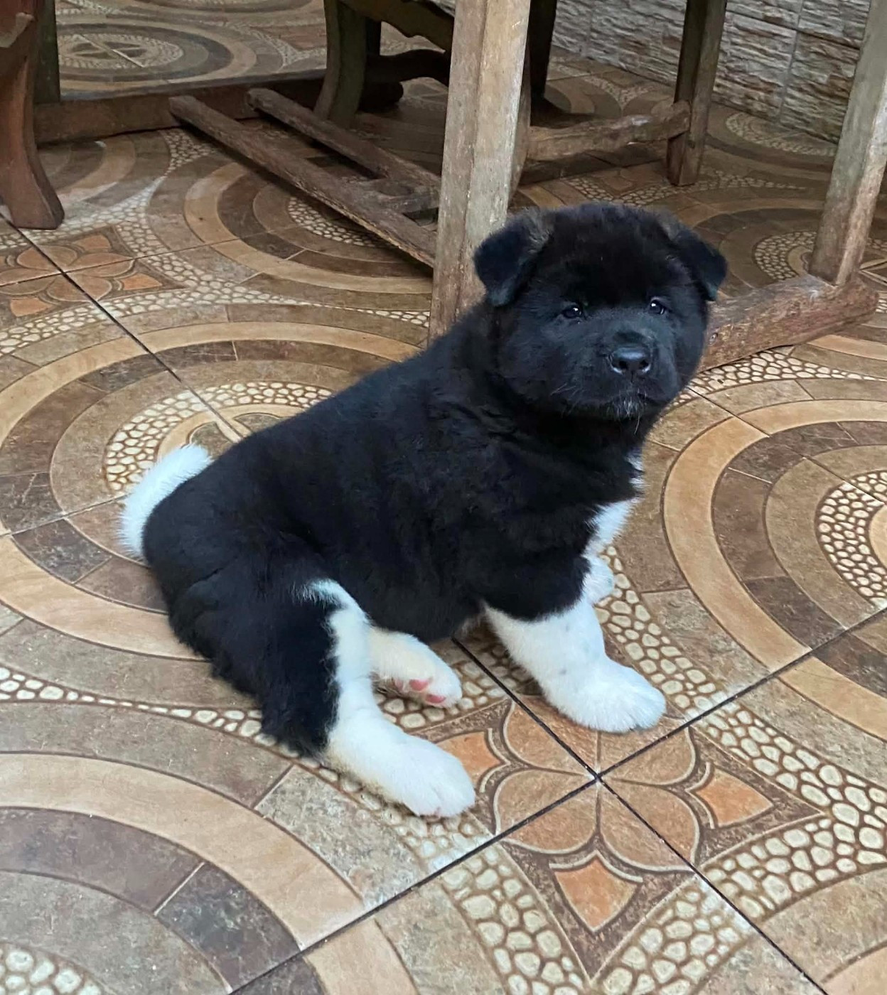 des sphinx du clair de lune - Chiots disponibles - Akita americain