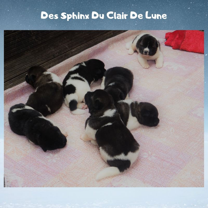 Chiot Akita americain des sphinx du clair de lune