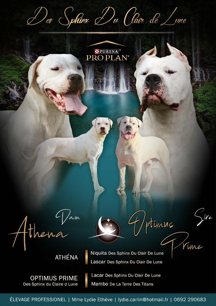des sphinx du clair de lune - Dogo Argentino - Portée née le 16/10/2025