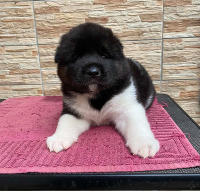 CHIOT 5